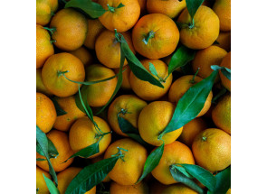 CLEMENTINES FEUILLES CORSES